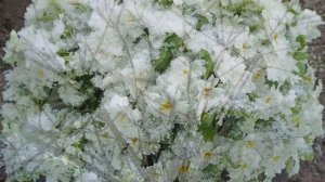🌼☀️ Полевые цветы Удмуртии — весенние первоцветы и купальница