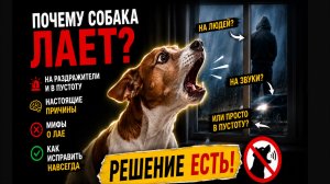 Почему собака лает дома? Настоящие причины и как это исправить