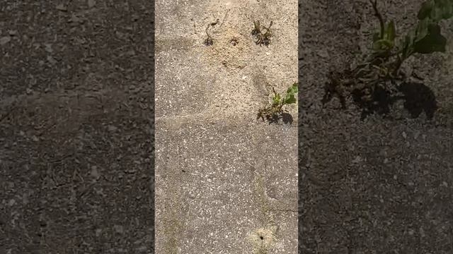Муравьи все съели смотреть онлайн