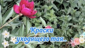 🌷🌷🌷Краски уходящего мая...🌿🌿🌿🌺🌺🌺