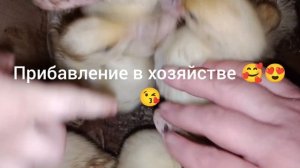 Какая клубника вкуснее/Прибавление в хозяйстве🥰.