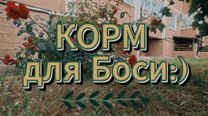 Гипоаллергенный Корм 28.05.26