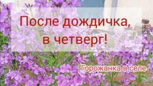 После дождичка в четверг.