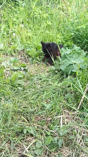 Кошка которая пришла покушать... смотреть онлайн