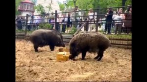 Показательные кормления уссурийских кабанчиков провели в хабаровском зоосаде