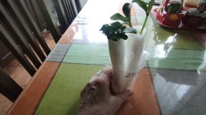 Рассада огурцов и кабачков.