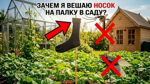 Зачем я вешаю НОСОК на палку в саду Гениальный способ от комаров и мошек!