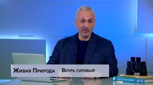 Живая природа. «Вепрь суровый»