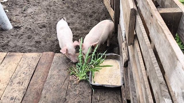 С нами по ХОЗЯЙСТВУ 🐷🐷🐣🐤🐥 смотреть онлайн