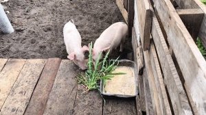 С нами по ХОЗЯЙСТВУ 🐷🐷🐣🐤🐥