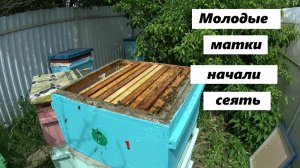 Молодые пчелиные матки начали сеять