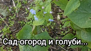 28-05-2026. Сад-огород и голуби...