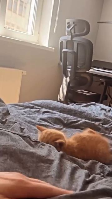 Жестокое нападение домашнего тигра
