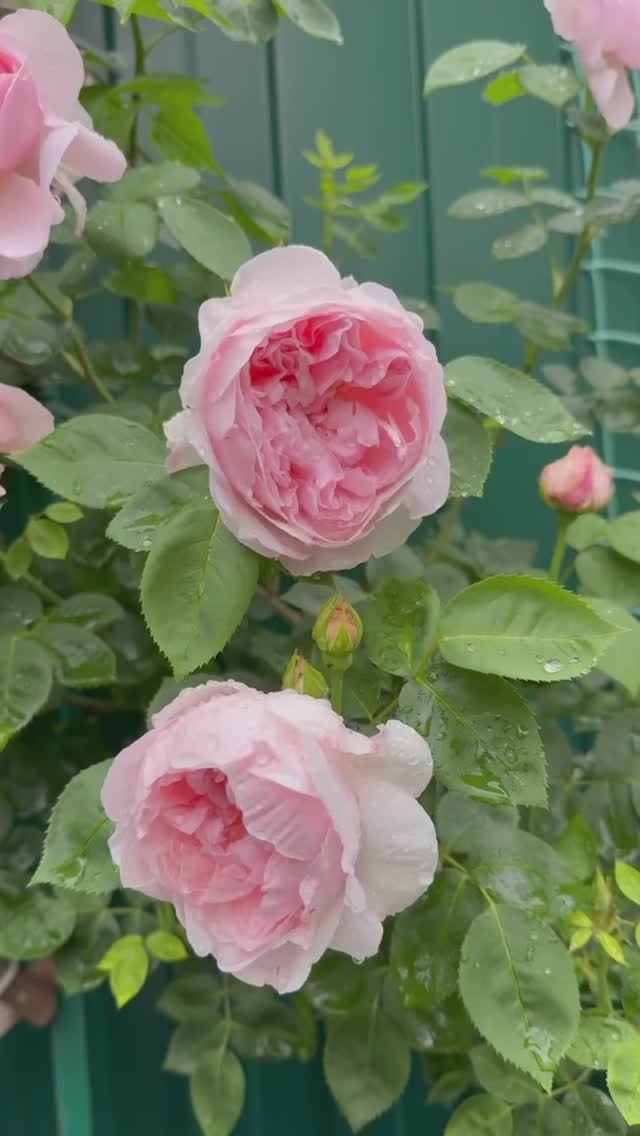 Сейнт Свизан🌸 смотреть онлайн