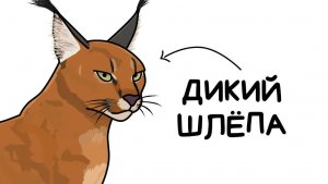 Ты - Каракал (И ЭТО ВСЯ ТВОЯ ЖИЗНЬ)