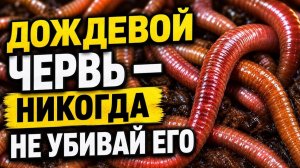 Дождевой Червь. Вся правда. Никогда не убивай его. Вот почему