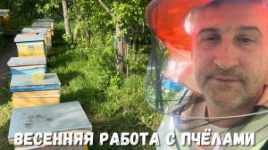 Майский день на пасеке | Пчёлы активно работают!