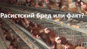 Расистский бред или факт