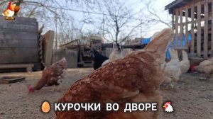Забавные курочки несушки во дворе очень счастливы 🥚😂🐥 (13)
