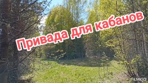 Привада для кабанов