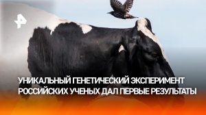 Клонированная корова начала давать молоко и родила теленка на Кубани