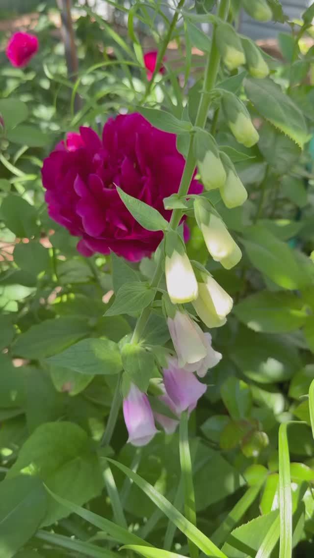 Олд Файтфул🌺 пион смотреть онлайн