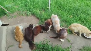 28 мая, новости о кошках.