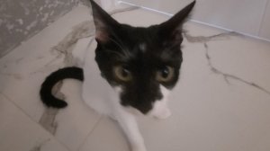 симба 2 часть