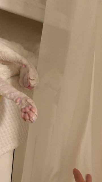 Отправь тому, кому сейчас не хватает тепла 🤗 #кошки #монаитофи