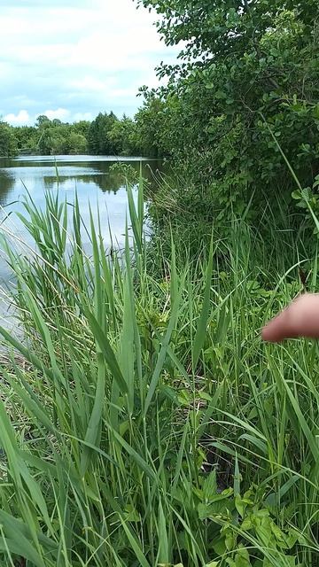 На берегу реки смотреть онлайн