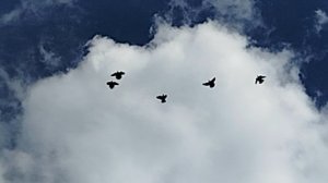 вот так три раза в день