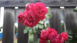 На даче красота, цветы, природа , благодать 🥰