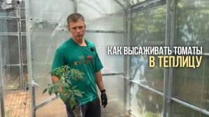 Как высадить томаты, чтобы урожай был выше в полтора-два раза