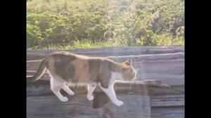 🐱🏡 Галерея котов из Урома