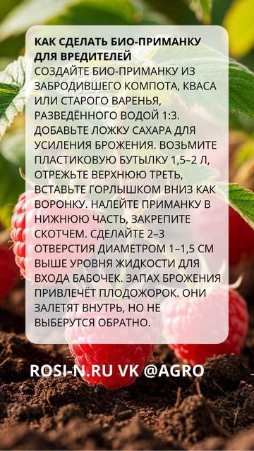 Как сделать био‑приманку для вредителей