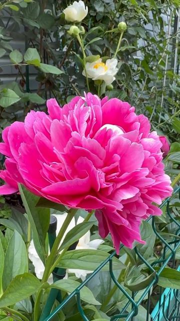 Канзас🌺 смотреть онлайн