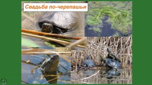 Черепашья свадьба под одеялом из тины