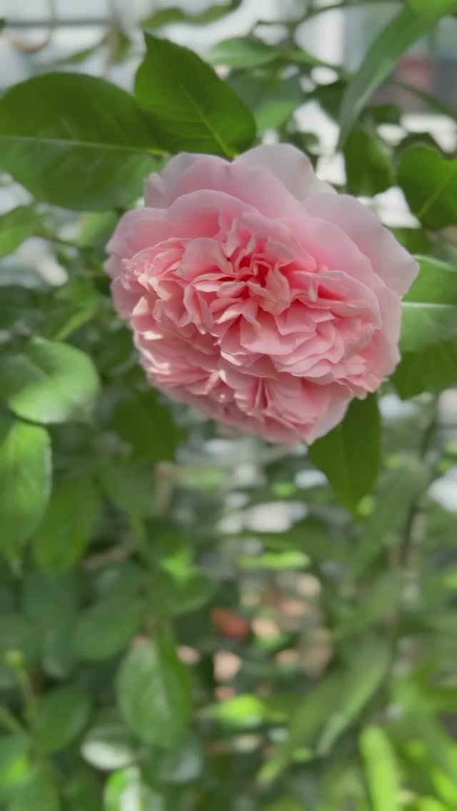 Утро в саду с розами🌸 28 мая 26г смотреть онлайн