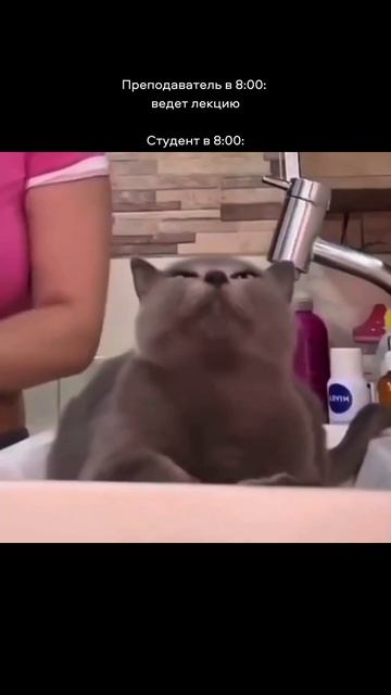 Доброе утро начинается с лекции 😿 смотреть онлайн