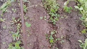 Пионы.Свекла. Морковь.Капуста. 
28.05.26г.