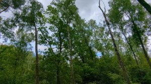 Прохладный день в лесу. Красота и мощь весенней природы.
