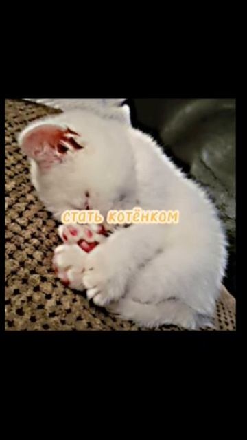 кошечки хорошие 🙂🎀🥰🙂🙂🙂🙂🙂😌😌😌😌 смотреть онлайн