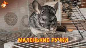 Шиншилла кушает семечки своими маленькими лапками 2
