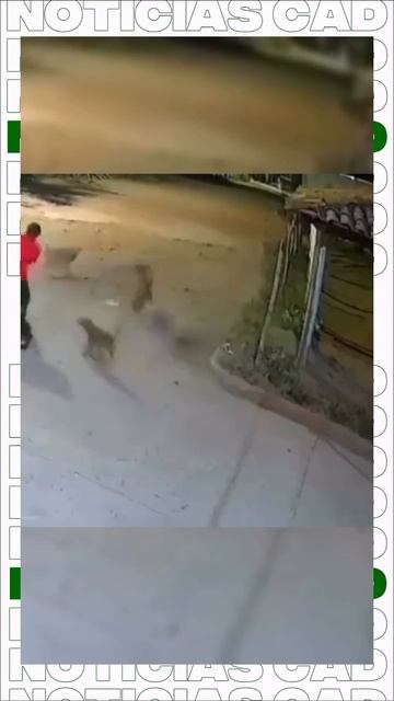 То же место быть при нападении собак смотреть онлайн