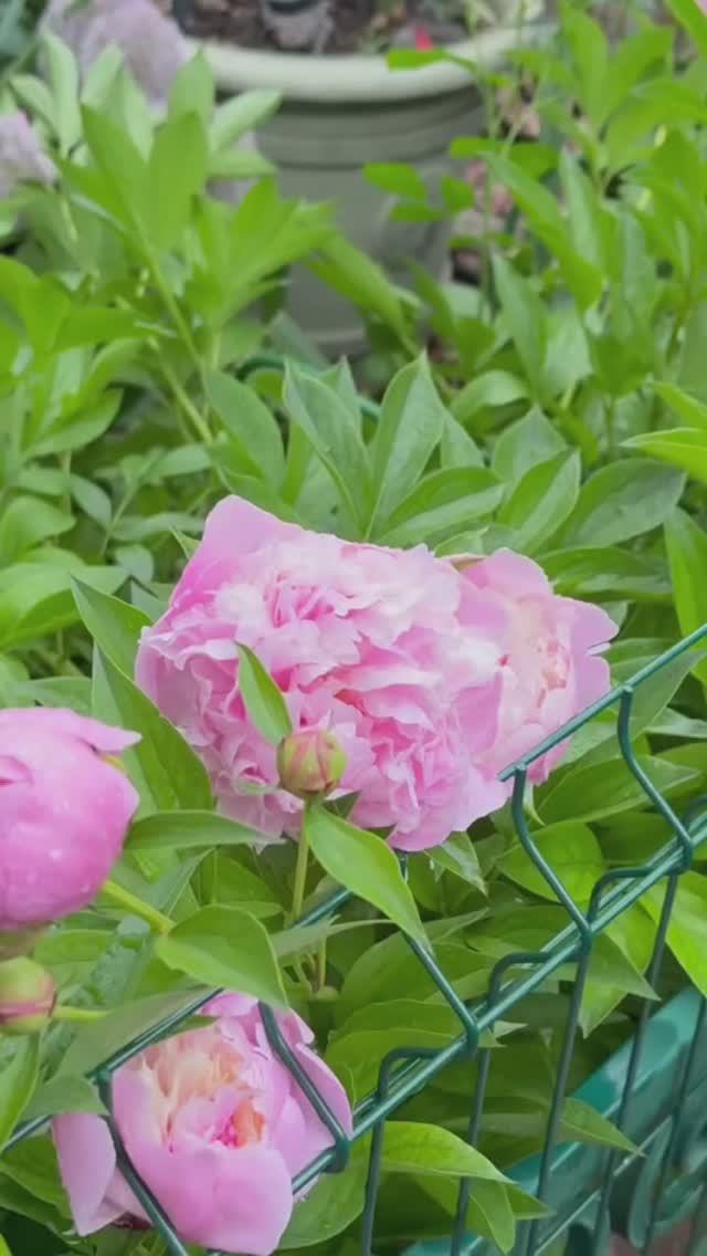 Утро в саду🌸 смотреть онлайн