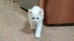 Мама-кошка и её забавные котята. Котёнок Микки прекрасен.