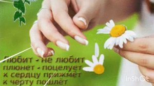 *** «НА РОМАШКЕ Я ГАДАЛА» - АННА РЯБУШКИНА ***