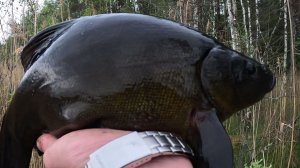 Охота на ЛИНЯ! Всё только начинается!