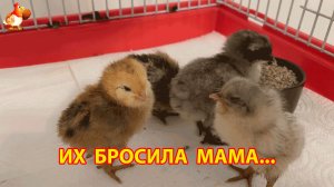 Мама-курица бросила 4 мокрых цыплёнка под дождём и мы срочно забрали их домой