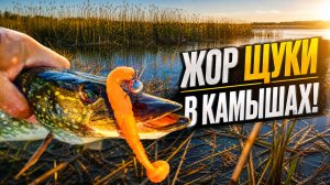 ЖОР ЩУКИ В КАМЫШАХ! КОГДА РАЗМЕР СИЛИКОНА РЕШАЕТ ВСЁ!